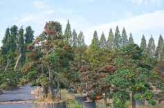 一棵树的“转型”：看雨花苗木如何点绿成“金”