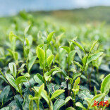 湖南日报深读 | 走一段茶路，探寻茶叶的原乡