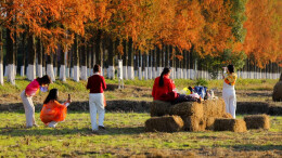 汉寿聂家桥乡：秸秆变身“艺术品”，冬闲田野添风景