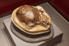 96年前发现的“北京人”头盖骨，失踪至今仍是世纪谜题