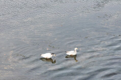 “高原精灵”斑头雁首现衡山萱洲国家湿地公园