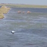 麋鹿与候鸟同框 南洞庭湖绘就一幅灵动生态画卷