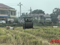 秸秆“变形记”：益阳市长春镇“三步法”破解丰收后的绿色考题