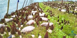 羊肚菌撑起“致富伞”，油茶林变“黄金果” ——怀化市就业帮扶车间助力乡村振兴见闻