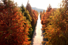 冬日限定！临武县汾市旅游公路又“红”啦！