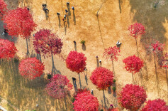 A Romantic Encounter with Red Maples at Hunan Agricultural University