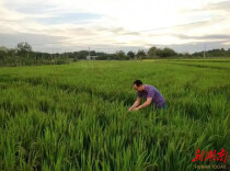 质量筑基，生态惠农：永州聚丰农业的品质坚守与现代化之路