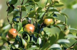 衡南召开中央财政油茶产业发展示范奖补项目建设工作推进会