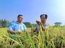 寻稻——88岁水稻育种专家李伊良与稻子纠缠一生的故事@湖南日报深度报道