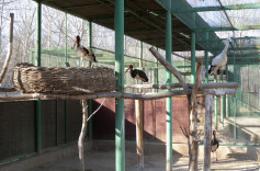 跟随俄罗斯女孩梅丽莎，走进北京野生动物救护中心