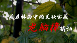 科普视频丨藏在林海中的美妆宝藏——龙脑樟精油