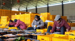 石门维新镇：漫山橙黄映笑脸，硕果盈枝富乡村