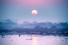 候鸟弹幕刷屏！这个冬天，洞庭湖上演“自然直播”