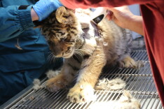 切除150克肿块 长沙生态动物园成功救治“小胖子”