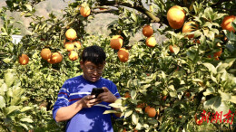 永顺东鲁村脐橙产销两旺