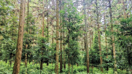 森林可持续经营从试点先行推向全域实施