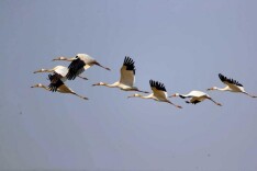 29只白鹤迁徙途中经停官厅水库 巡护者：为极度濒危物种