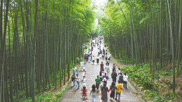 Breathing new energy into bamboo culture