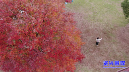 资兴：东江街道枫树换“红妆” “枫景”无限好