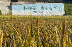 低效资源如何再生“金”？《湖南日报》头版头条聚焦洪江市这一做法→