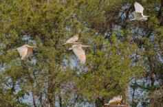 2025年朱鹮保护创新联盟大会在陕西汉中召开