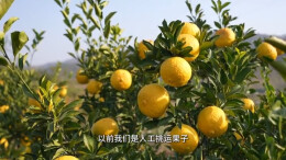 视频 | 中方县花桥镇：黄金贡柚大丰收，田间地头采收忙