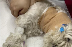 北京一男子小区内毒死9只宠物犬案宣判：投毒者获刑4年