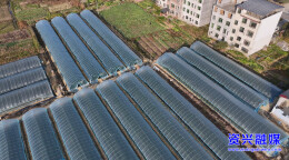 资兴：草莓抢鲜上市 冬日“甜蜜经济”升温