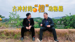 视频 | 古冲村的“橙”功秘籍