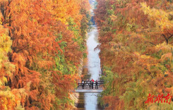 Metasequoia Trees Paint Winter in Vibrant Hues