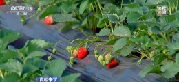 “膨大剂”催熟草莓这个月大量上市？记者调查——