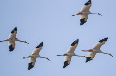 严守洞庭生态网 共护候鸟生命线——益阳市开展冬候鸟保护专项暗访行动