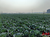 临湘市江南镇：蔬菜产业绿意浓 乡村振兴绘新景