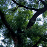 村边的那棵老槐树