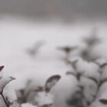 今年冬天是“超级冷冬”？最新预测！