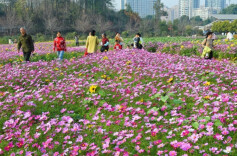 Blooming Galsang Flowers Attract Tourists