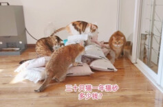 楼上频繁冲猫砂致楼下反水受损！法院判其赔偿10万余元