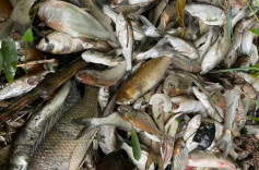 记者行动∣施工水泥砂浆意外流入鱼塘，近千公斤鱼苗死亡引纷争