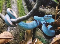 《疯狂动物城2》的新晋“顶流”——盖瑞到底是条什么蛇