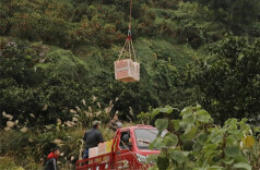 Drones Assist in Navel Orange Transportation