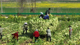 筑牢粮食安全根基 绘就乡村振兴画卷 ——华容县“十四五”时期农业高质量发展纪实