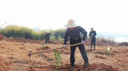 栽下“黄金苗”，绘就新“钱”景！汨罗桃林寺镇3000亩金盆柚种植启动