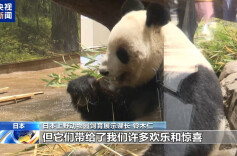 旅日大熊猫即将回国 日本民众排队送别