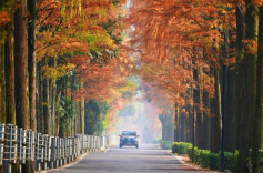 Metasequoia Avenue in Changsha Showcases Nature's Splendor