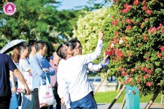 从颜值到产值 解锁三角梅的更多可能