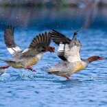潇水河畔 万鸟嬉戏——双牌摄影师连续13年拍到中华秋沙鸭背后的故事@湖南日报市州头条