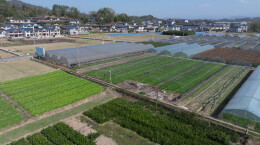 优质蔬菜畅销市场，中方县桐坪村特色农业让村民增收有 “道”