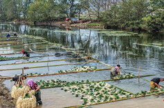 Allium Chinense Planting Help Increase Farmers' Income