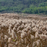 图说怀化| 芦苇成片好风景