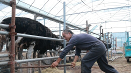 华容：成功产出今年首枚鸵鸟蛋 特色养殖再破题